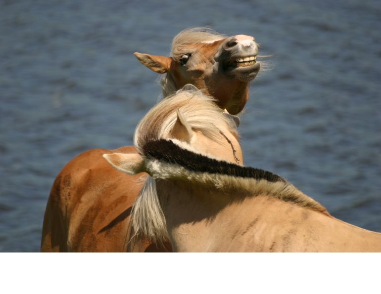 horser discipline tactics, understanding horse behaviour, understanding different horse temperaments, disciplining your horse