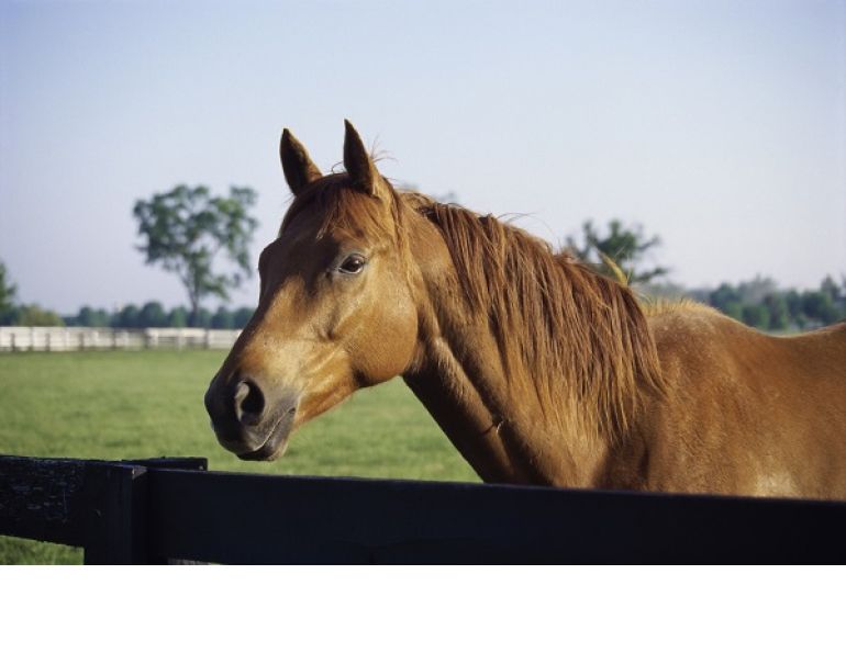 Horse Heaves, RAO horses, respiratory disease of horses, AAEP, American Association of Equine Practitioners, soaking hay