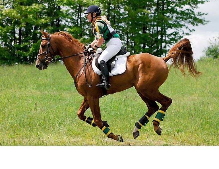 Canadian Warmblood Horse Breed, canadian warmblood equine, canadian warmblood horse, Equus Caballus Mosbachensi, canadian warmblood stallion approval, canadian warmblood stallion inspections