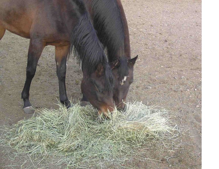 how to treat equine colonic ulcers, clinical signs of equine colonic ulcers, identifying colonic ulcers in horses