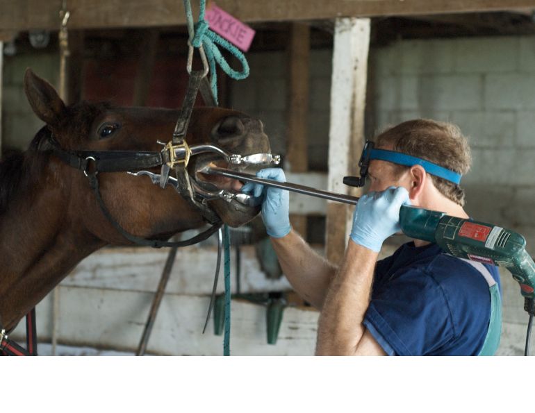 Equine Dentistry, Equine Veterinarian Calgary, Equine Veterinarian Saskatchewan, Equine Veterinarian Montréal, Equine Veterinarian Prince Edward Island
