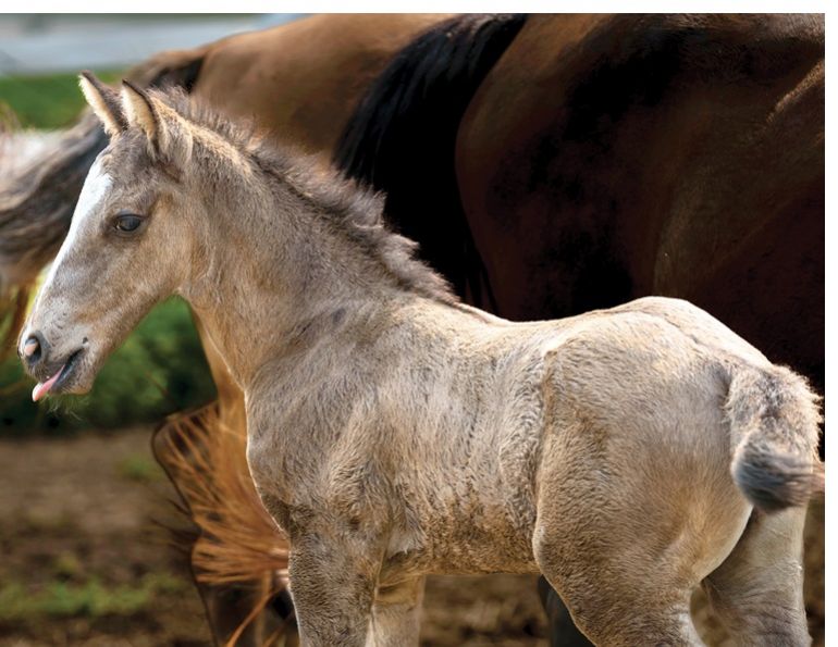 ojibwe spirit horses, bill sands indigenous, residential schools canada, lac la crois pony bloodlines, tj stables chatham ontario, ian kennedy
