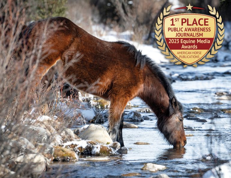 canada's wild horses, sable island horses, bronson forest wild horses, alberta rocky mountain wild horses, canada's feral horses, wild horses of alberta society, whoas, bc wild horse act, bc range act, friends of the nemaiah valley