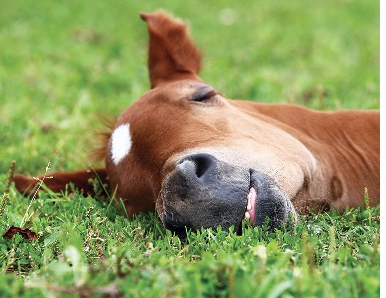 horse sleep, horses nervous system, rem sleep horses, phases of horse sleep, horses need to lie down, alexa linton