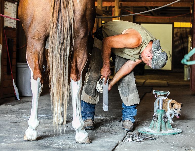 should my farrier and vet get along, farrier life, farrier hurt my horse, will clinging, western canadian farriers association, what's wrong with horse's hoof, career as farrier, training farrier, association of farrier trainers of canada, ontario farriers association, quebec farriers association, association of farrier trainers of canada, american farriers association, worshipful company of farriers, laws for farriers canada