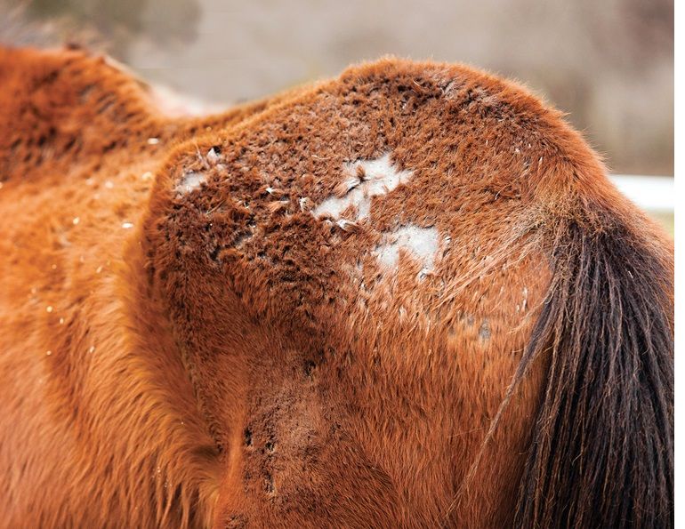 rain rot horses, rain scald horses, horse bald patches, scabs on horse