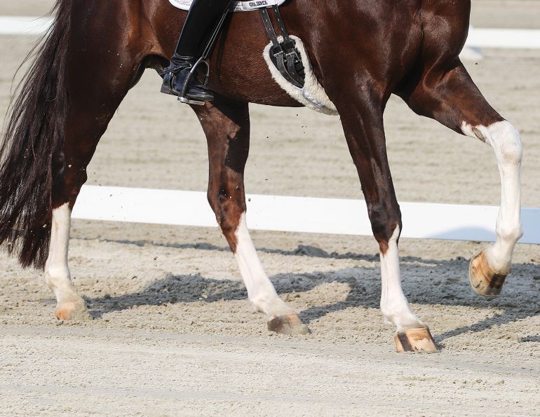 counter canter horse, cantering your horse, how to canter horse, how to prepare show ring, correcting horse's lead, how to keep my horse straight, lindsay grice