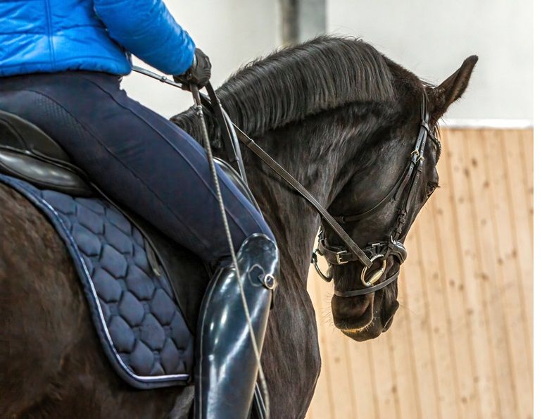 tania millen, shannon lee dueck, amanda self, nrha contact rules, dressage FEI contact rules, Federation Equestre Internationale, megan lane caravella, steffen peters