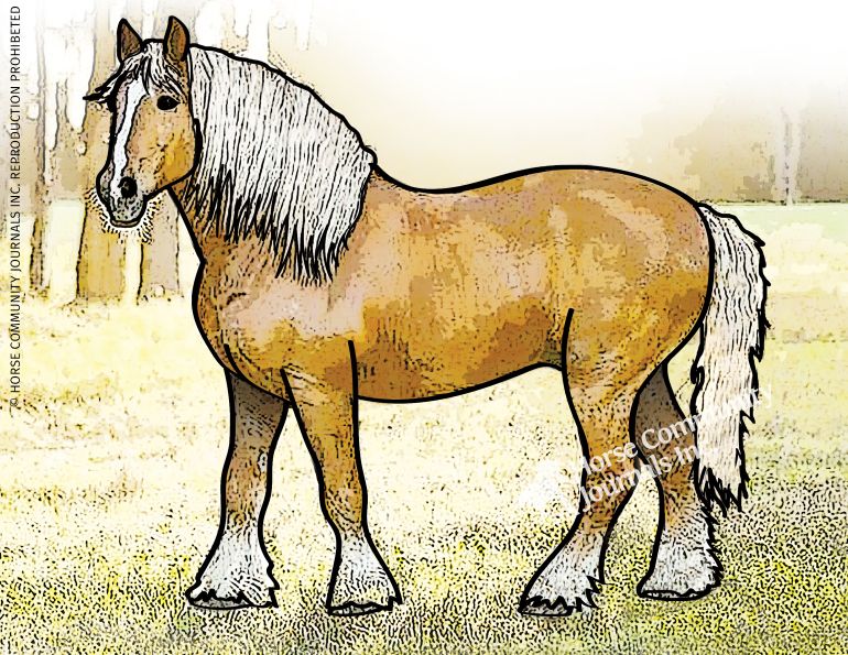 logging horses, horses rescuing horses, horse farm hazards, betty baxter, horse stories, horse history