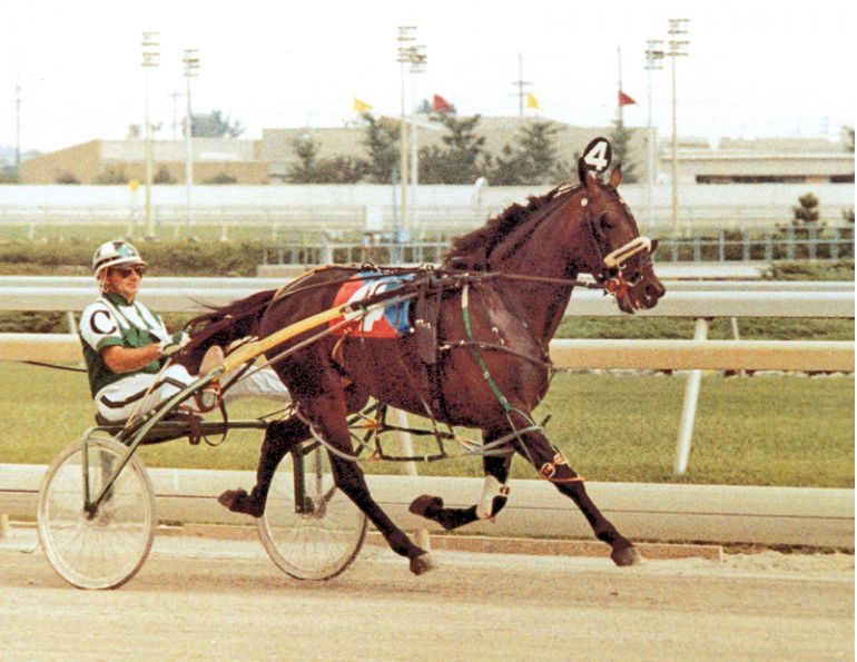 cam fella standardbred racehorse