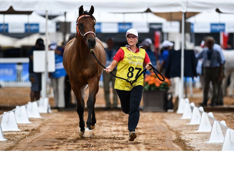 Tryon 2018 FEI World Equestrian Games, horses hurricane florence, canadian weg team