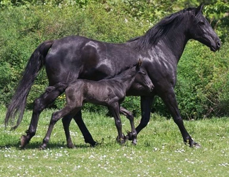 Canadian Horse woodmont farm, yvonne hillsden, cherry creek canadians, dan wilson, kelly twordik, ebony breeze farm, dorothy kirby, guinness canadian horse