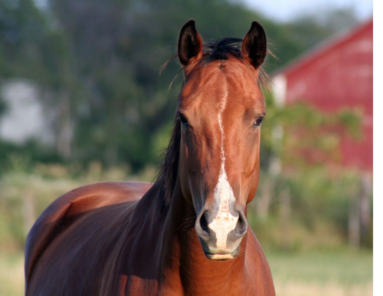 horse stem cell, equine stem cell, university of edinburgh, roslin institute