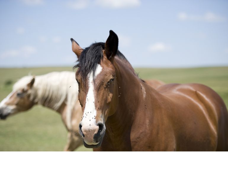 flies that bother horses, keeping flies off horse, flies on horse eyes, diseases flies equine, fly masks
