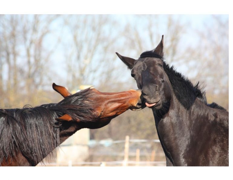 how to keep my horse healthy and happy, equine guelph, international society for equitation science (ISES), hartpury equine science