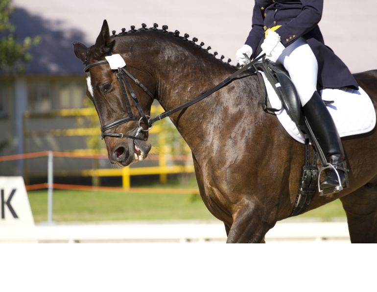nosebands for horses, how to put on a horse noseband, is an equine noseband acceptable?, ises equine
