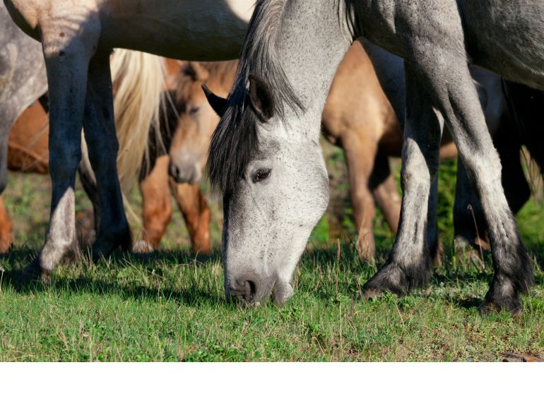 horse deworming, equine deworming, tapeworms in horses, equine tapeworms, Mark Andrews Equine Science Update horse deworming, equine deworming, tapeworms in horses, equine tapeworms, Mark Andrews Equine Science Update