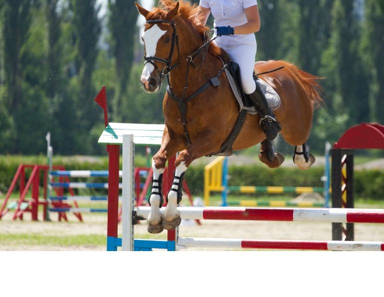 Spirulina  for horse, horse spirulina, horse supplements, horse powerfoods, equien immune, herbs for horses, wendy pearson