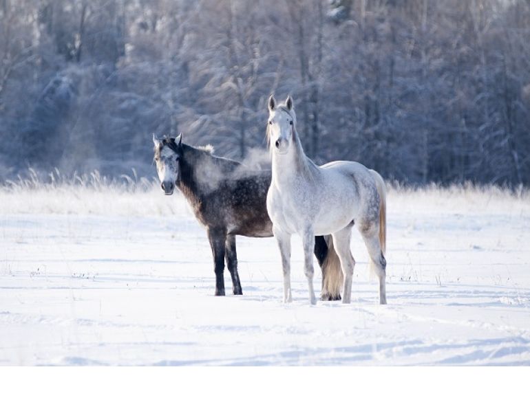 Dr. Tania Cubitt, Key Factors Feeding Horses Winter, horse down-time, drinking water temperature horses, horse, horse water intake, horse fibre, equine water consumption, chronic equine weight loss, equine water consumption winter months, equine water consumption pregnant mares Dr. Tania Cubitt, Key Factors Feeding Horses Winter, horse down-time, drinking water temperature horses, horse, horse water intake, horse fibre, equine water consumption, chronic equine weight loss, equine water consumption winter months, equine water consumption pregnant maresn, foal nutrition