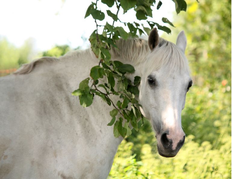 Equine Welfare threats, horse welfare threats, Nicole Weidner, Equine Guelph, Dr. Katrina Merkies,  University of Guelph research study, Equine Guelph Code Decoder, Cordelie DuBois
