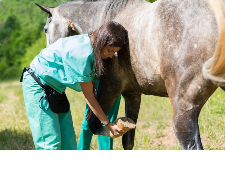 Equine Lameness Evaluation, Dr. Crystal Lee, equine disorder, horse lameness, examining horse, horse flexion test Equine Lameness Evaluation, Dr. Crystal Lee, equine disorder, horse lameness, examining horse, horse flexion test