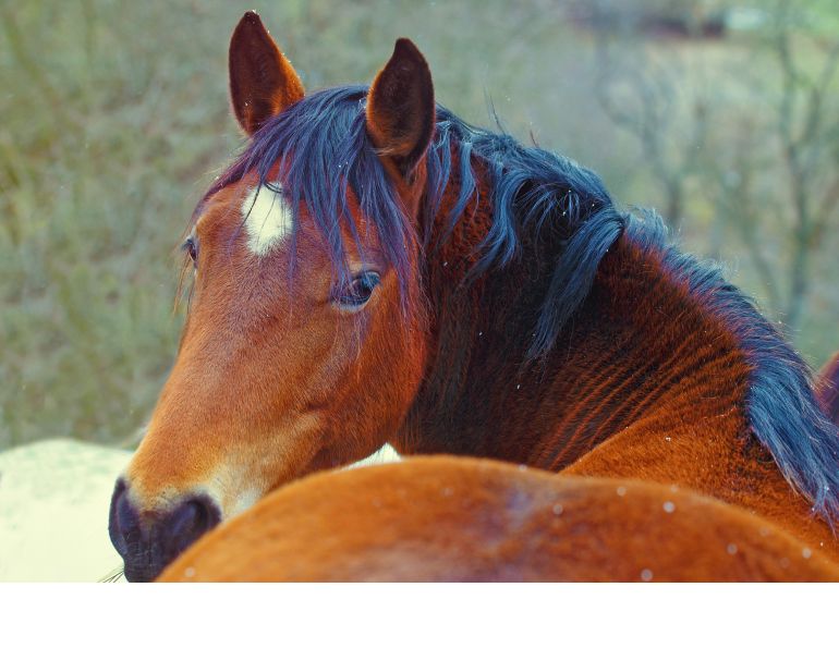 horse resolutions, horse new year, horse new year resolutions, Canadian horse, horse journal, Canadian Horse Journal, horse Canada, horse sport, horse fun, horse joke, horsemanship