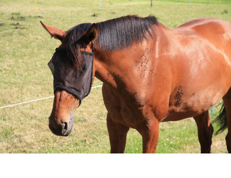 Fly Control for Horse, fly control for barn, horse deworming, horse vaccinations, fly mask horse, sticky traps, fly repellent