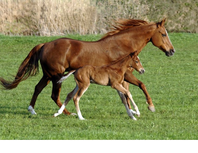 netf, equine disease, horse disease, aginnovation ontario, university of guelph, newborn foal disease, equine eneritis disease, foal eneritis