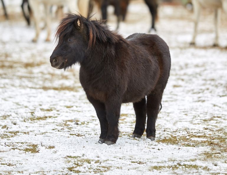 obese horses, obese pony, overweight pony, overweight horse, equine laminitis 