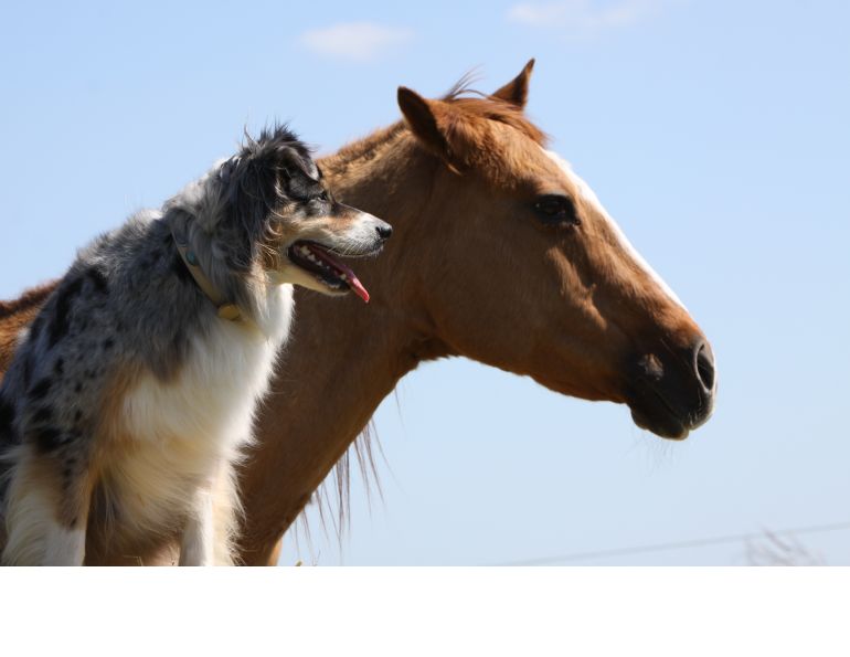 Ralph Robinson, Mycotoxins Horse Feed, cute mycotoxicosis, Deoxynivalenol, Vomitoxin, Zearalenone, equine brain abnormalities, equine Aflatoxins Ralph Robinson, Mycotoxins Horse Feed, cute mycotoxicosis, Deoxynivalenol, Vomitoxin, Zearalenone, equine brain abnormalities, equine Aflatoxins