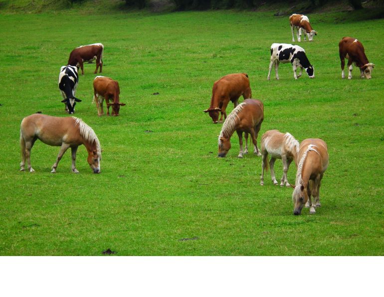 can you put horses and cattle together, can horses and cows share grass, equine parasite control, deworming horses, preventing worms in horses