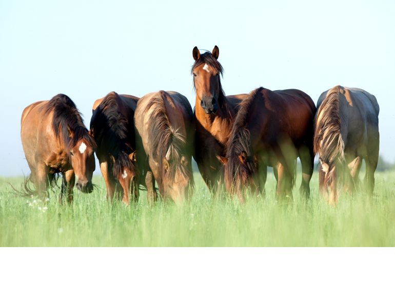 equine gastric ulcers horse, equine ulcers prevent horse ulcers, racehorse stress, horse getting too much exercise