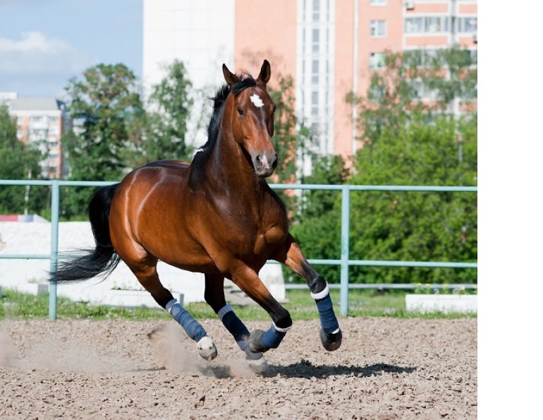 types of horse insurance, types of equine insurance, horse insurance, equine insurance, intercity insurance, capri insurance, equine liability, hayley kosolofski, horse breeding insurance, horse medical, horse surgery, equine surgery, stallion infertility, equine transport insurance 