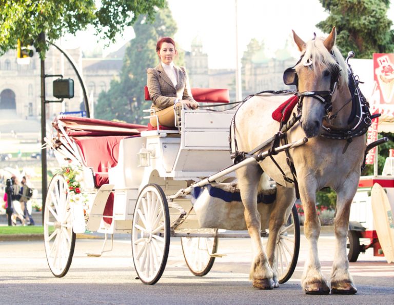 Carriage Horses, Tally-Ho Carriage Tours, Anton Henderson, Robert Carriages Inc., Donna Friedlander, horse jobs, equine jobs