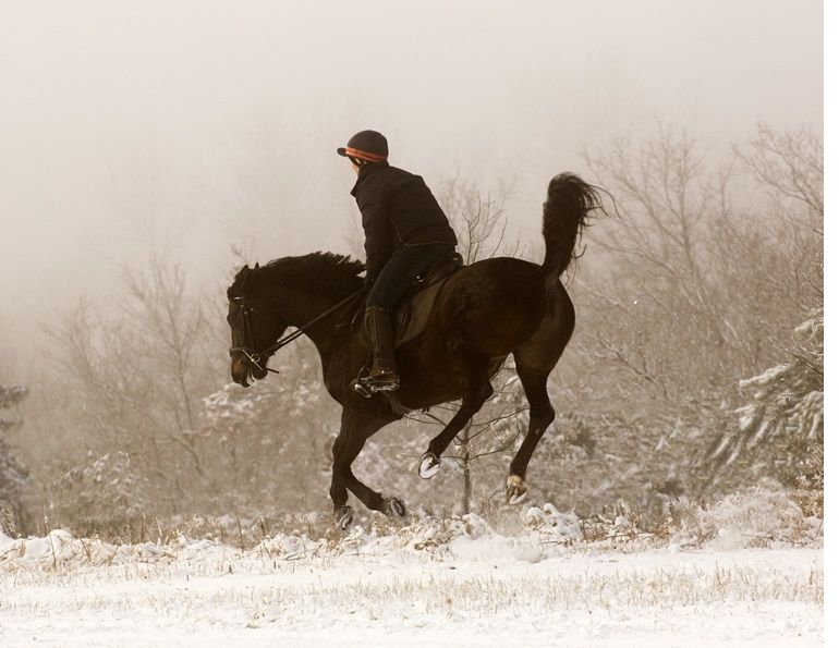 equine behaviour patterns, equine psychology, horse trainer Will Clinging
