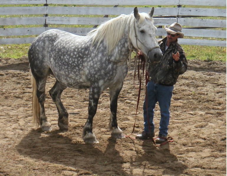 horse trail riding tips, young trail riding horse horse trail riding tips, young trail riding horse
