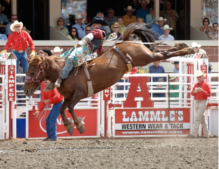 Coconut Roll horse, bareback competition horse coconut roll, rodeo stock contractor, coconut roll