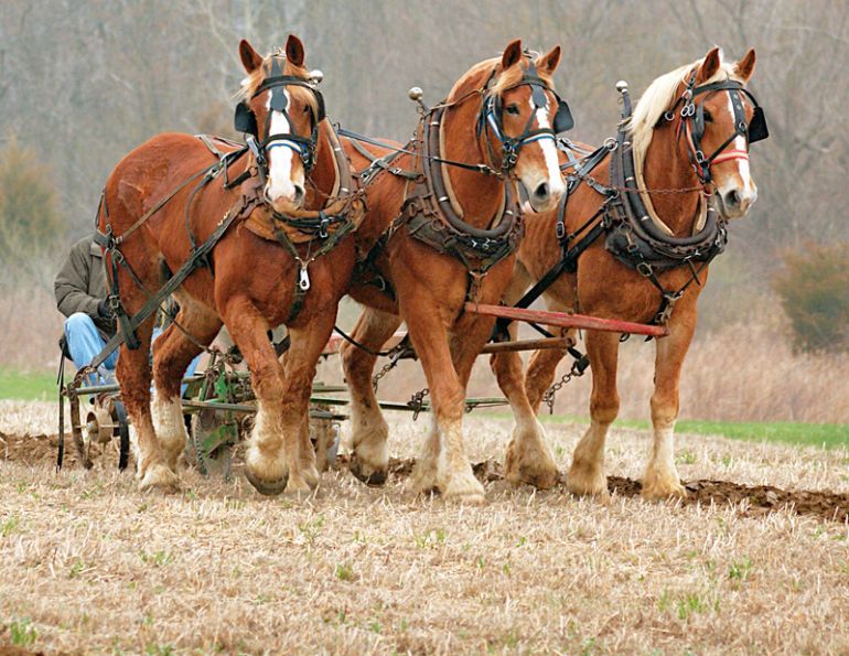 history of horses in canada, canadian horse history, Sir Donald Smith, Edward Mallandaine, canadian equine history