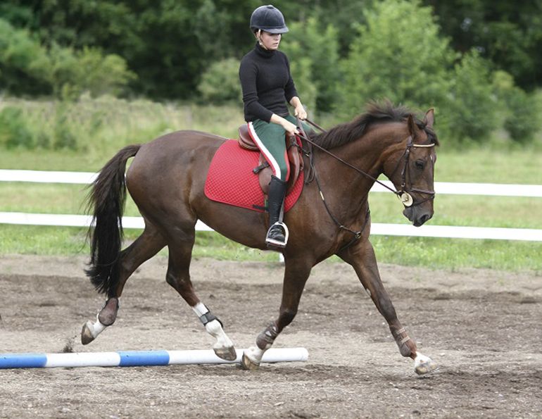 jec aristotle ballou dressage exercises dressage stretches english riding stretches equine stretches horse stretching carrot stretches equine physiology horse fitness