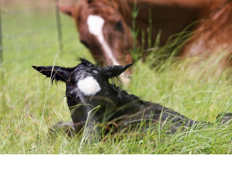 fragile foal system, breeds fragile foal system, deformities in foals, is my foal healthy, gene testing horses