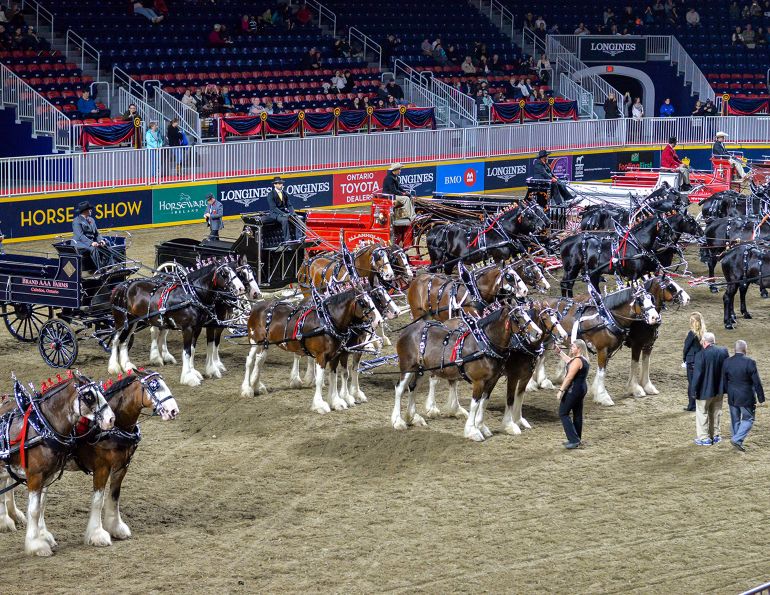 sponsorship programs horse events, sponsorship horse rider, canadian equestrian sponsorships, tania millen