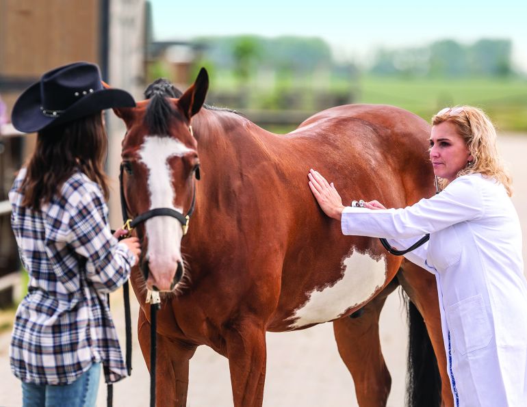 how to plan emergency horses, burwash equine services, dr. crystal lee burwash, ultrasound for horses, physical exam horses, abdominal tap horse, nasogastric tube horse, puncture wound horse