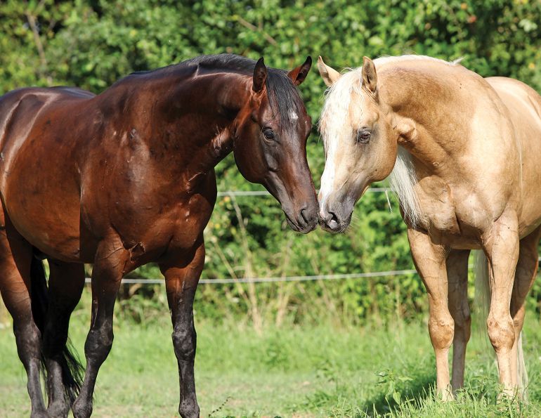 strangles, symptoms of strangles, strangles outbreak, treatment strangles, how to prevent strangles, signs of strangles, steps to contain strangles, s. equi infection