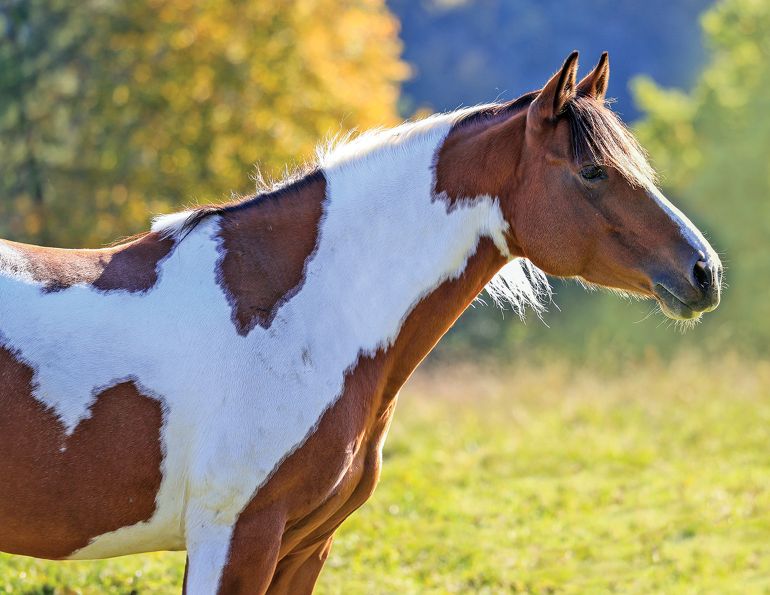haynet for horses, slow feeding for horses, horses with metabolic issues, equine digestive system, insulin levels horses, grazing muzzle horses, insulin dysregulation horses, el in horses, endocrinopathic laminitis equine, nsc/kg horses calculation