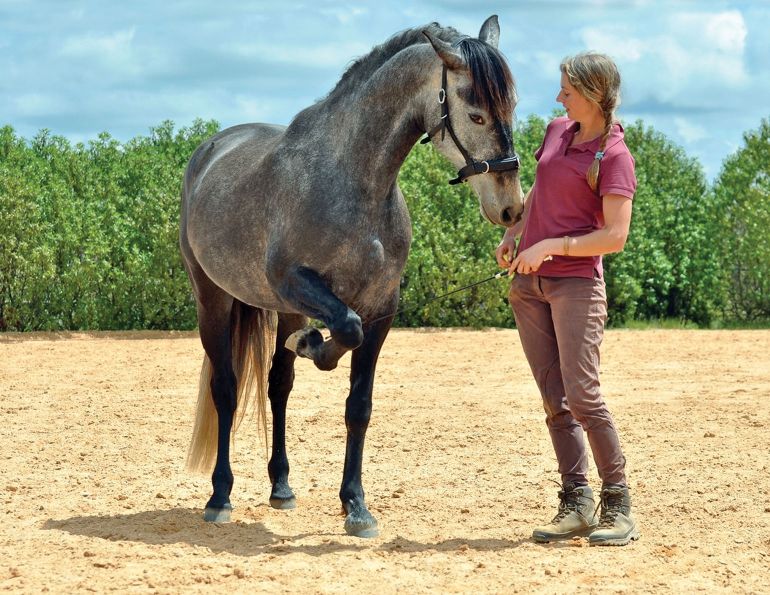 alexa linton equine sports therapist, positive reinforcement horses, clicker training horses, R+ horse training, reward-based horse training, horse behavior training, equine learning theory, modern horsemanship, liberty horse training, horse training methods, humane horse training