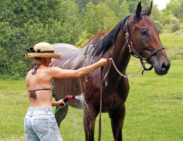 horse overheated, dr. wendy pearson university of gueph, heat stress horses, electrolytes horses, over exercise horses, water needs of horses