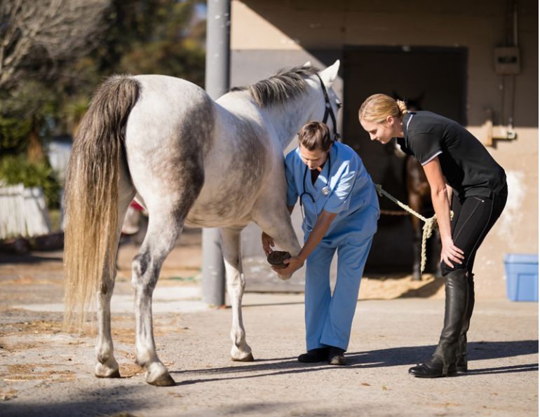 injured horse, trick training horse, non-riding horse activities, teaching horse manners, jonathan field, how to handwalk a horse