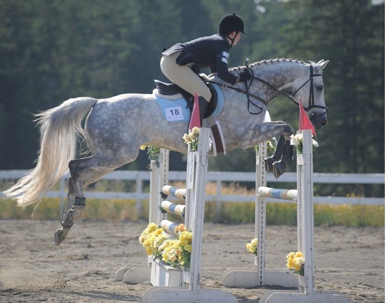 Lindsay grice answers, showing hunter under saddle and equitation, how to prepare to start horse over fences