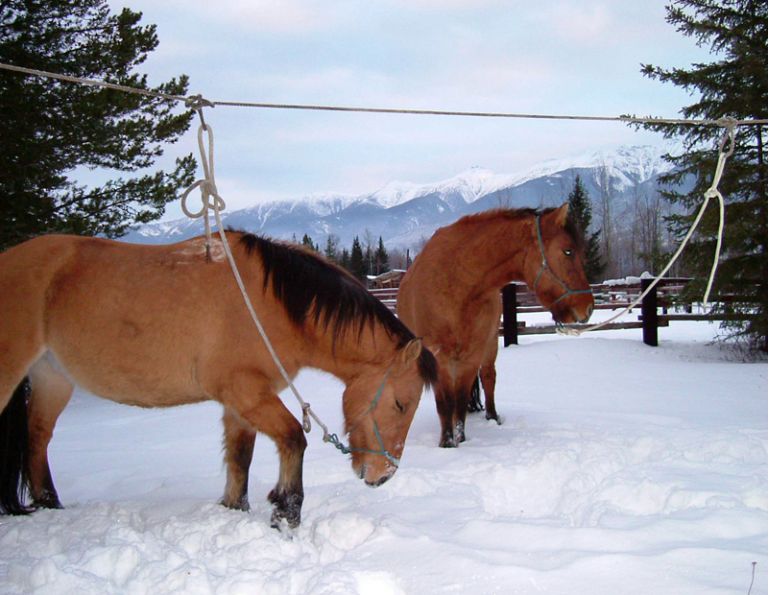 Stan Walchuk Jr, horse wrangling, equine hobbles, horse hobbles, picket rope, horse bells, horse tail tying, equine wrangling