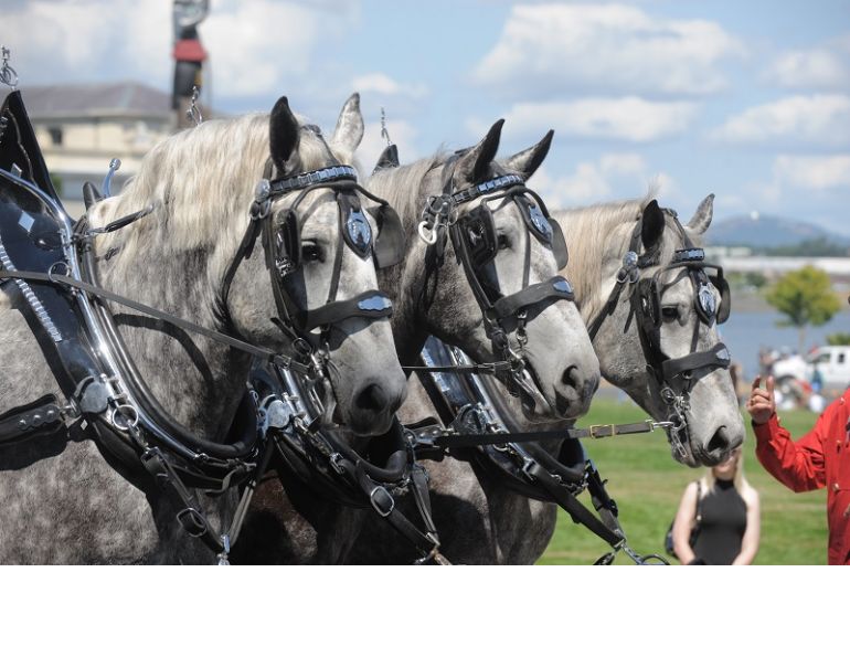 Percheron horse, percheron parade horses, percheron transportation, percheron agricultural work, percheron cavalry horse, percheron heavy artillery horse, percheron meat horse, percheron carriage horse, percheron farm horse, percheron logging horse, percheron saddle horse, Shady Creek Farm, Lucasia Ranch, Percheron matrilineal line, Canadian Percheron Association, Norman-Percherons